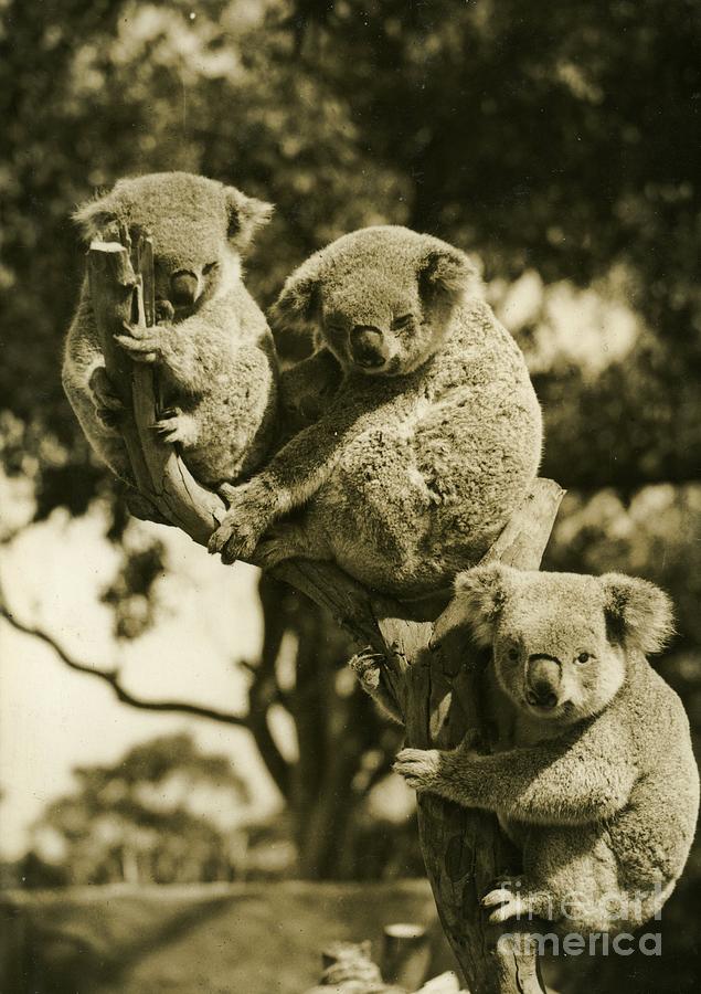 Koala Austalia Photograph