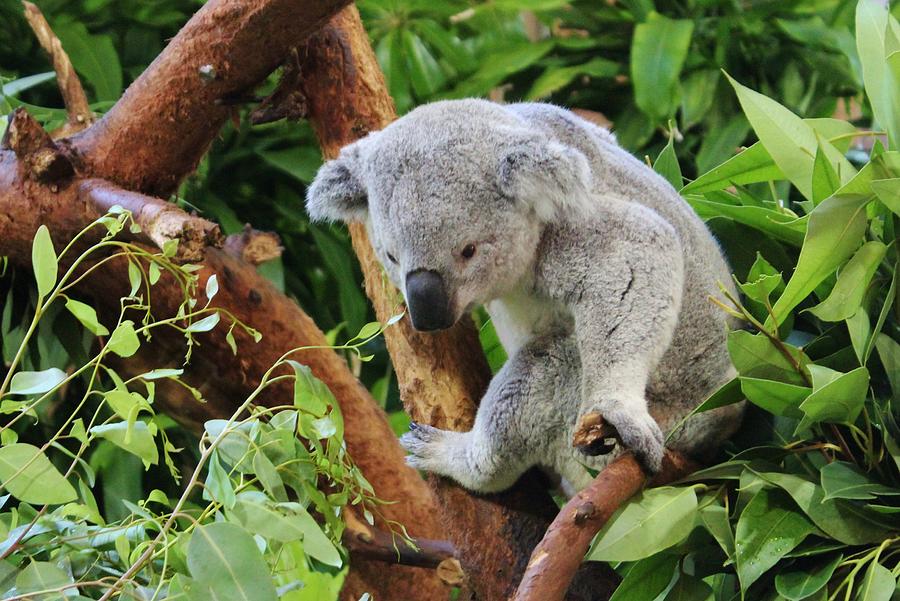 Nature Photograph - Koala  by Cynthia Guinn