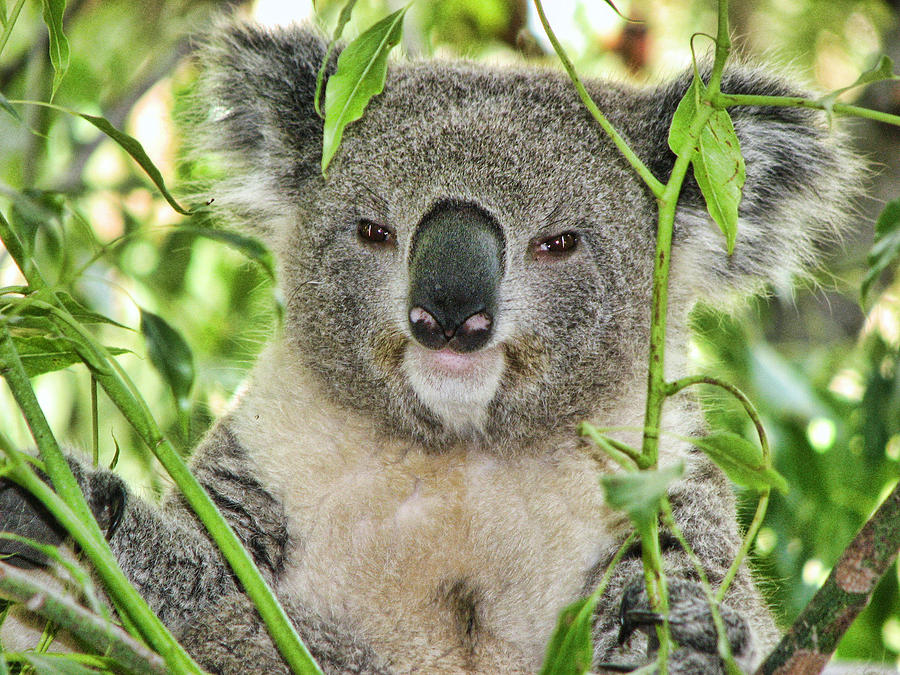 Koala Bear Photograph by Helaine Cummins