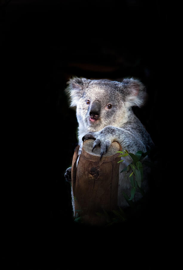 Koala Bear Photograph by Robert Bales