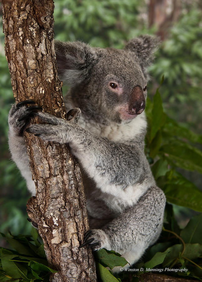 koala Bear Photograph by Winston D Munnings