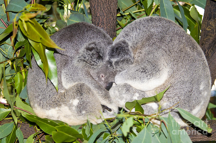 Koala Bears Photograph by William H. Mullins