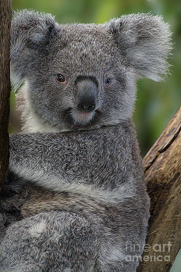 Koala Photograph by Ben Yassa
