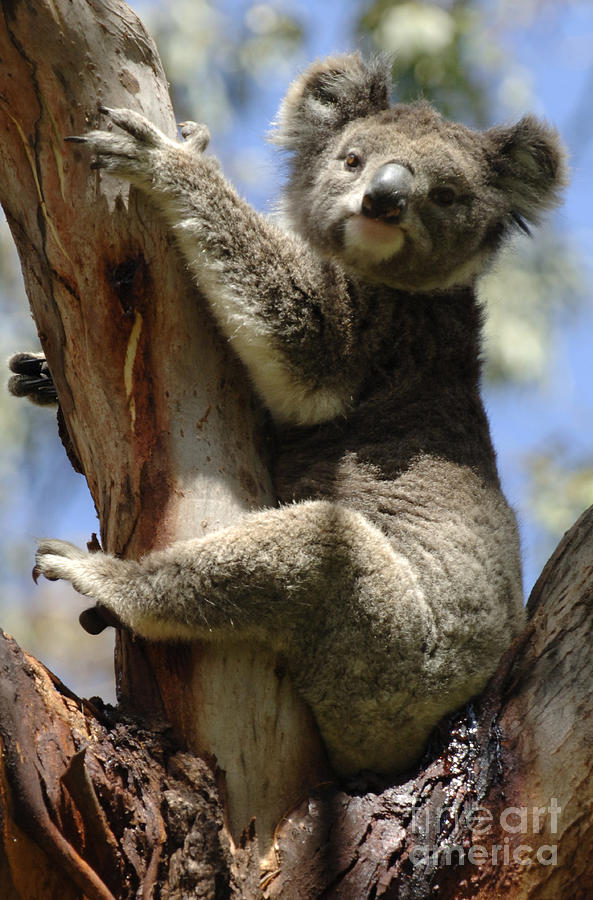 Koala Photograph by Bob Christopher