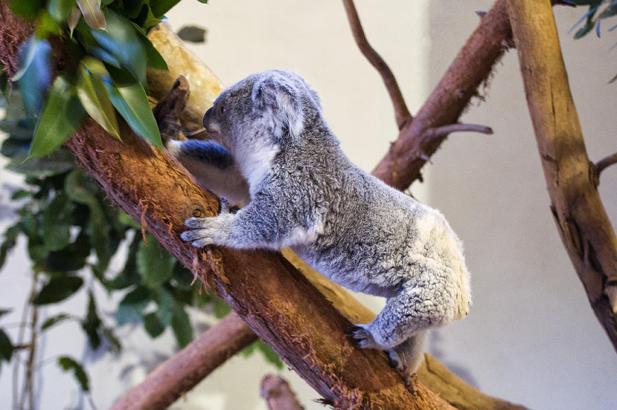 Koala Photograph - Koala climbing tree by Flees Photos