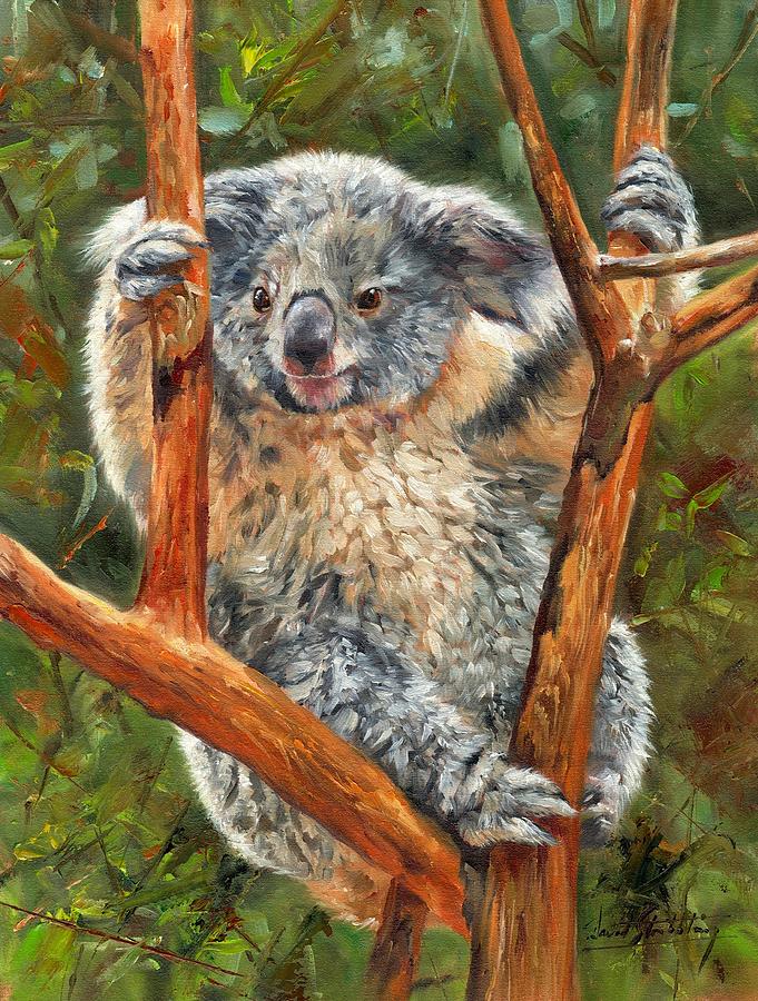 Wildlife Painting - Koala by David Stribbling