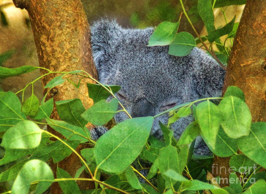 Koala Dreams Photograph by Peggy Hughes