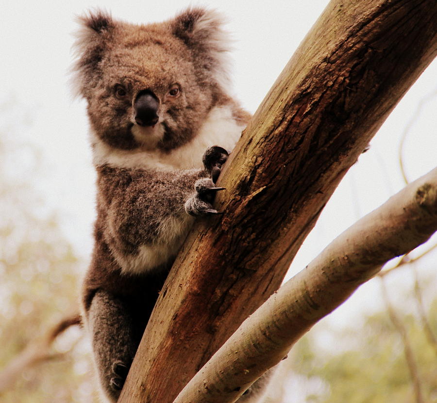 Koala Dude Photograph by A K Dayton