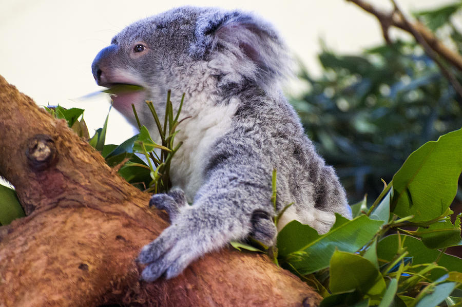 Koala eating in a tree Photograph by Flees Photos - Pixels