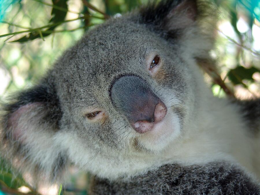 Koala Bear Face - Front Profile - Australia Photograph by Ian McAdie
