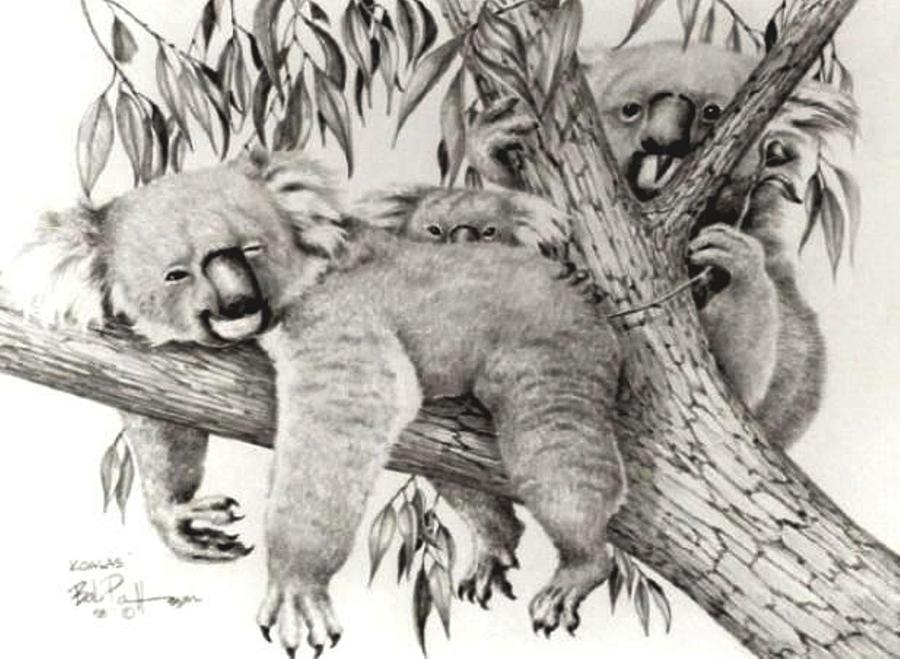 Koala Family Drawing By Bob Patterson