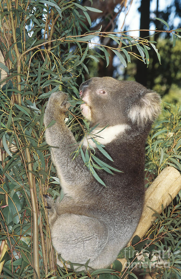 Koala Photograph by Gregory G. Dimijian
