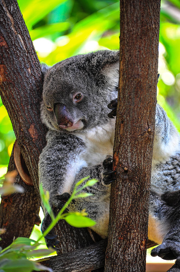 Koala Photograph by Harry Spitz