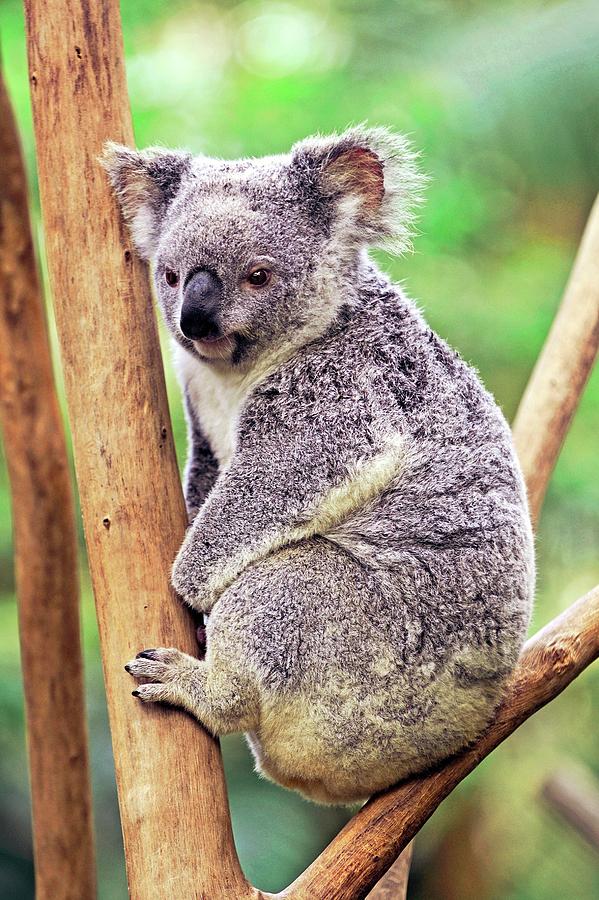 Animal Photograph - Koala In A Tree by Bildagentur-online/mcphoto-schulz