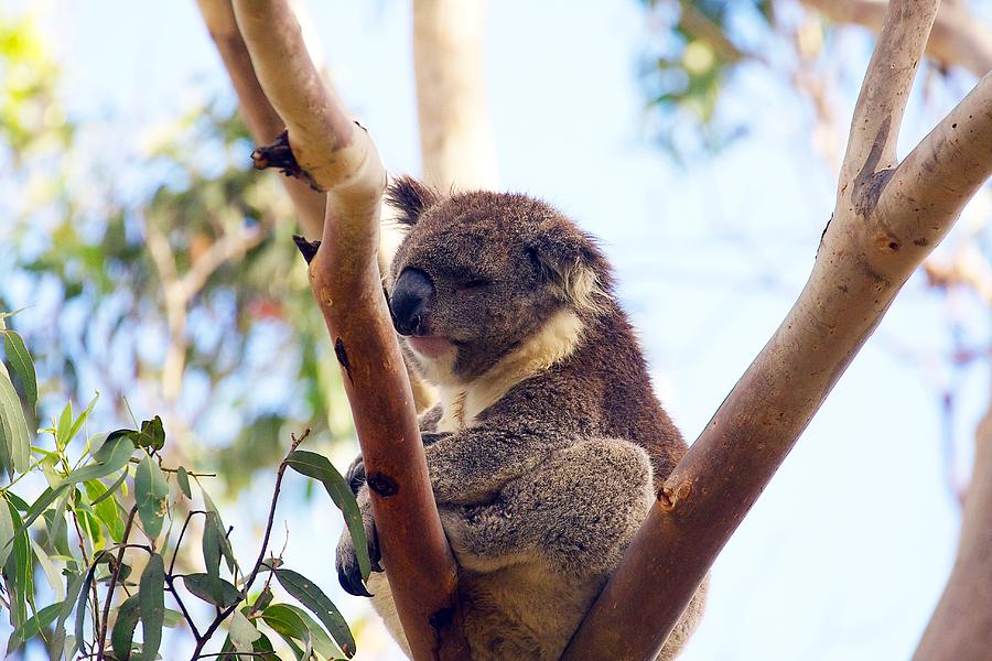 Koala in the Wild #2 Photograph by Stuart Litoff