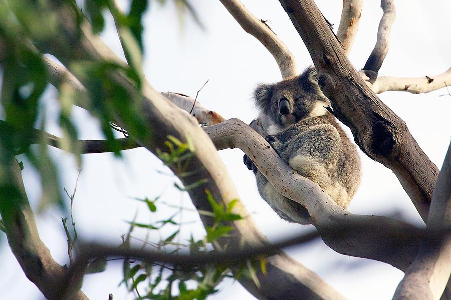 Nature Photograph - Koala in the Wild by Stuart Litoff