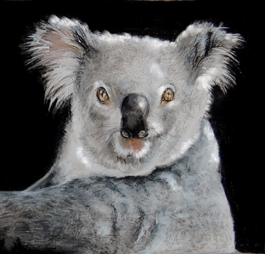 Koala Drawing by Jean Cormier