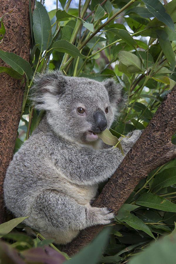 Koala Joey Australia Photograph by Suzi Eszterhas