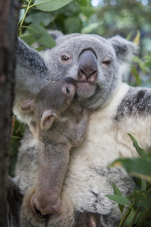Koala Joey Exiting Pouch To Nuzzle Photograph by Suzi Eszterhas