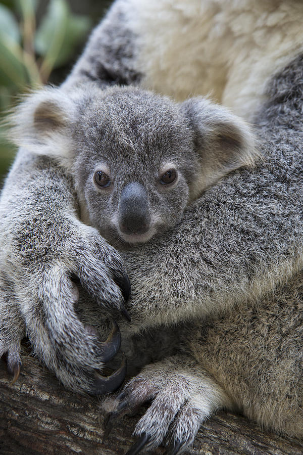 Koala Joey In Mothers Arms Australia Photograph by Suzi Eszterhas