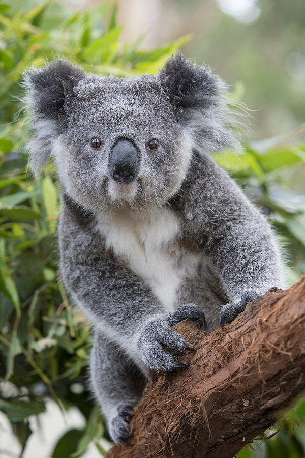 Koala Joey Nsw Australia Photograph by Suzi Eszterhas