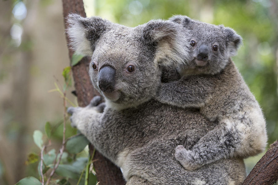 Koala Joey On Mothers Back Australia Photograph by Suzi Eszterhas