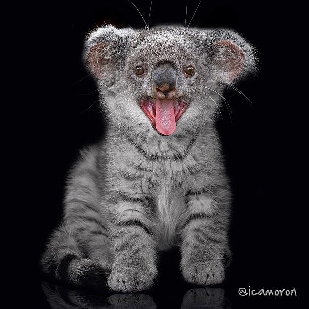 Koala-kitten

this Edit Was Inspired Photograph by Cameron Bentley