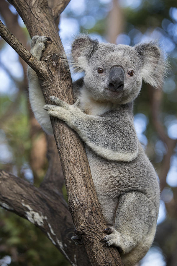Koala Male Australia Photograph by Suzi Eszterhas