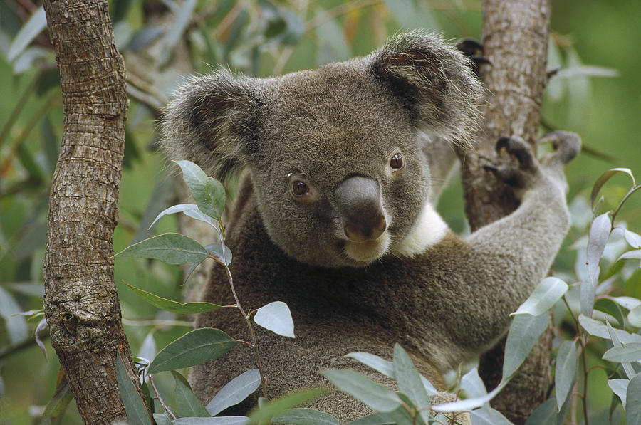 Koala Male In Eucalyptus Australia Photograph by Gerry Ellis