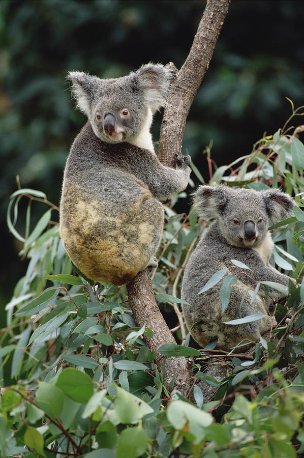 Koala Males Australia Photograph by Gerry Ellis