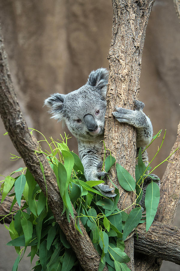 Koala Photograph by Mark Newman