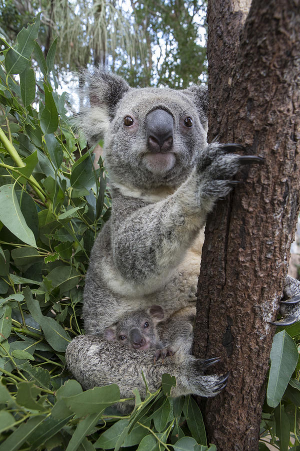 Koala Mother And Joey Australia Photograph by Suzi Eszterhas