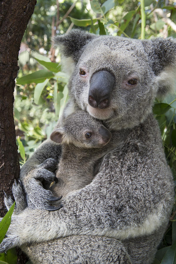 Koala Mother Cuddling Her Joey Australia Photograph by Suzi Eszterhas