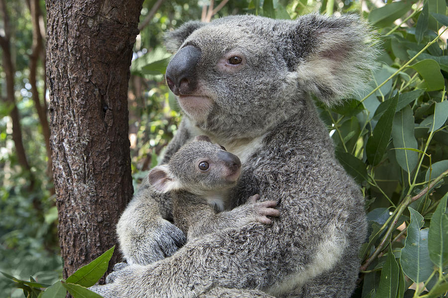 Koala Mother Cuddling  Joey Australia Photograph by Suzi Eszterhas