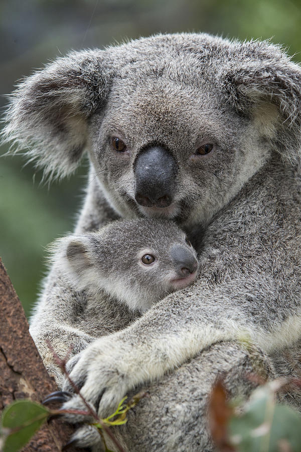 Koala Mother Holding Joey Australia Photograph by Suzi Eszterhas