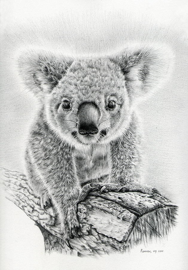 Koala Drawing - Koala Oxley Twinkles by Casey Remrov Vormer