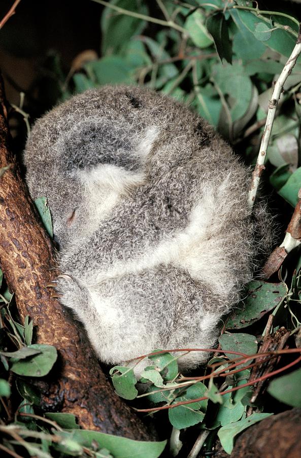Nature Photograph - Koala by Patrick Landmann/science Photo Library