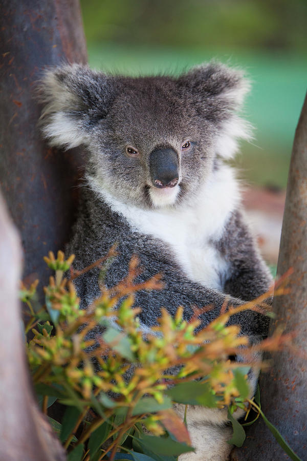 Nature Photograph - Koala Phascolarctos Cinereus, Australia by Christopher Kimmel