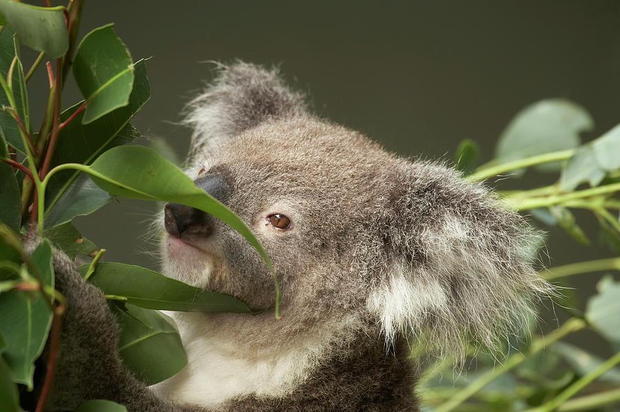 Nature Photograph - Koala (phascolarctos Cinereus by David Wall