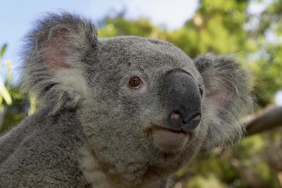 Koala Portrait Photograph by San Diego Zoo