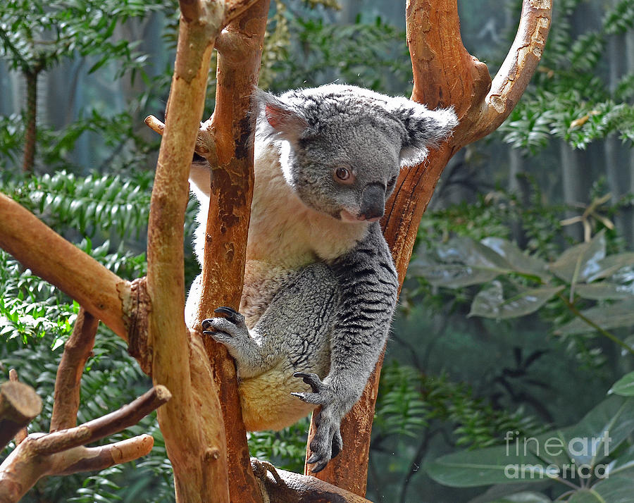 Koala Photograph by Rodney Campbell