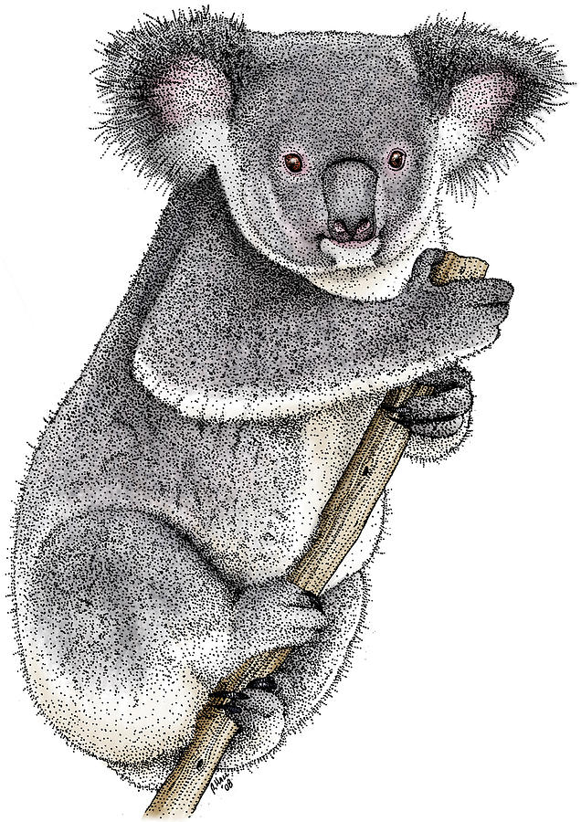 Koala Photograph by Roger Hall