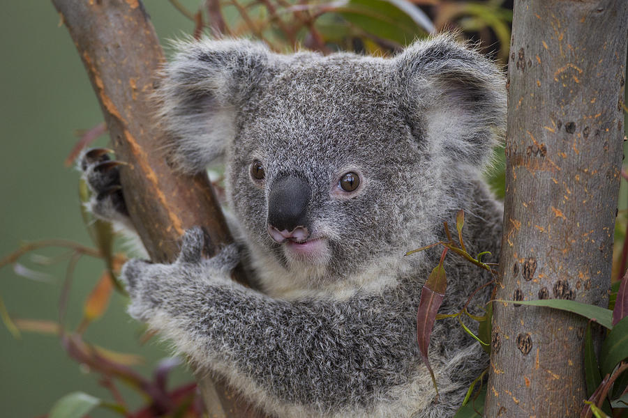 Koala Photograph by San Diego Zoo