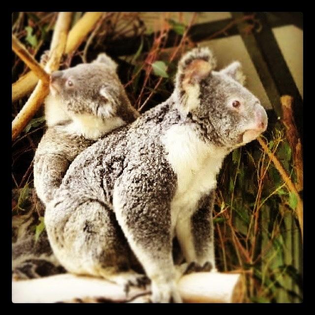 Animal Photograph - Koala Sanctuary by Mia Wigny