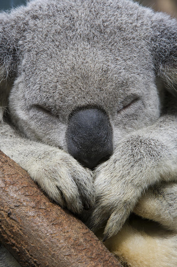 Koala Sleeping Australia Photograph by Suzi Eszterhas