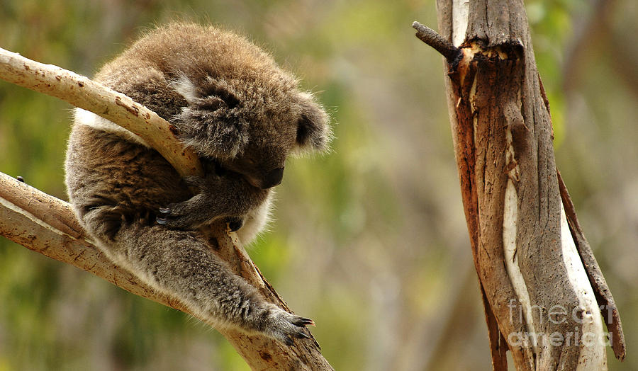 Koala Sleeping It Off In Australia Photograph by Bob Christopher