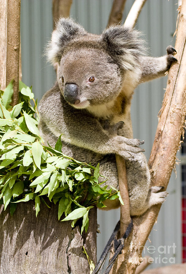 Bear Photograph - Koala by Steven Ralser