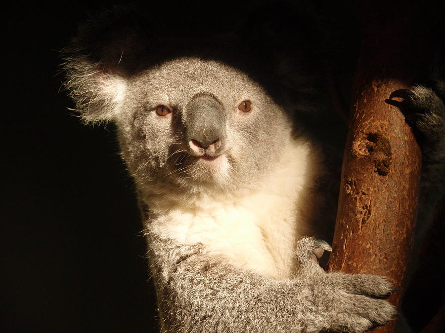 Koala Photograph - Koala by Toni Abdnour