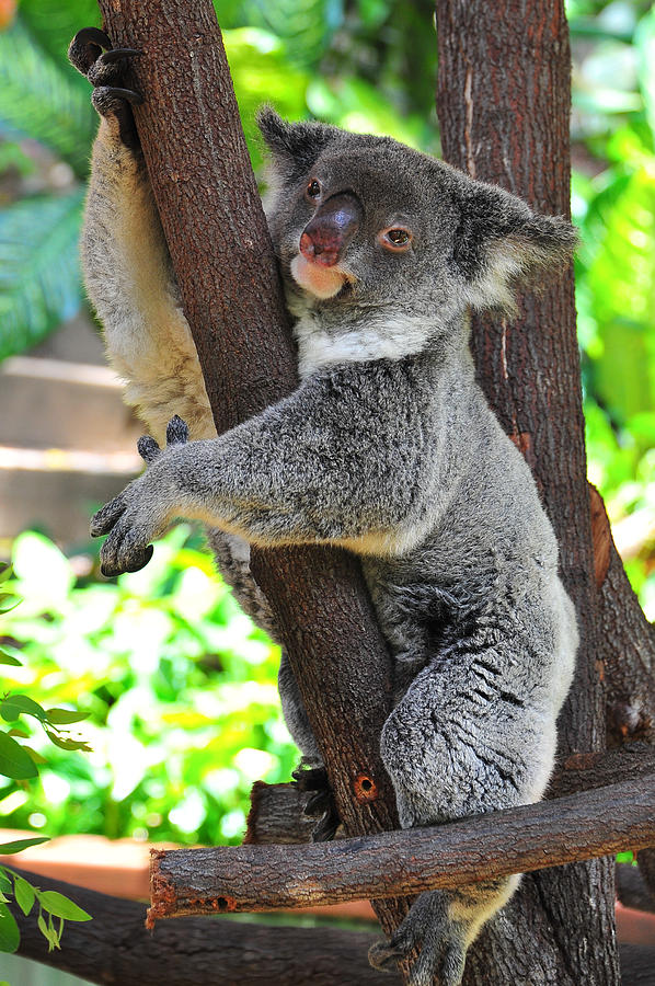 Koala up a Tree Photograph by Harry Spitz