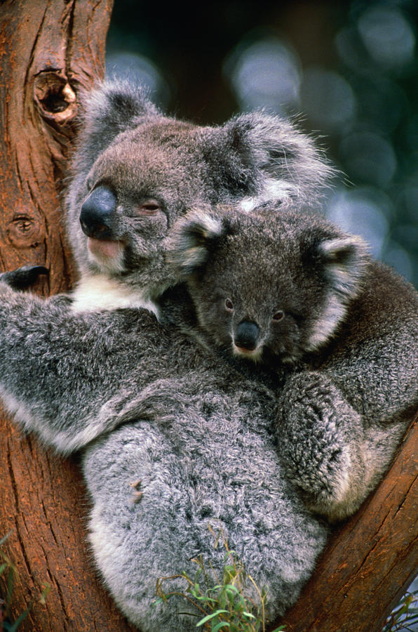 Koala With Baby Phascolarctos Cinereus Photograph by Mark Newman
